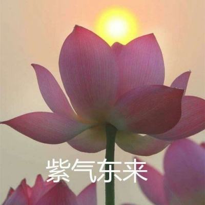 绝境封锁红包版官方版下载